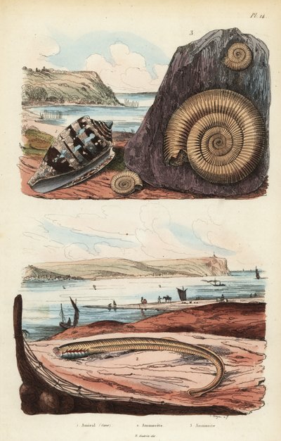 Cone almirante, Conus ammiralis 1, ammocete ou estágio larval da lampreia, Petromyzon marinus 2, e fóssil de molusco amonítico extinto 3 de Unbekannt