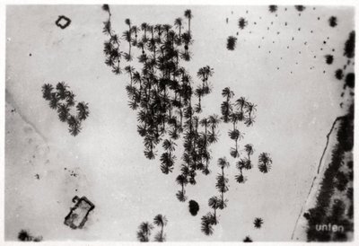 Vista aérea de sombras de palmeiras no deserto da Arábia, de um Zeppelin, 1931 1933 de Unbekannt