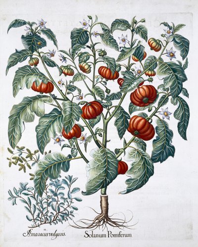 Plantas africanas de tomate e manjerona, 1613 de Unbekannt