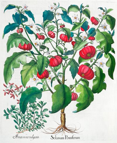 Plantas africanas de tomate e manjerona, 1613 de Unbekannt