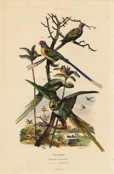 Periquito Alexandrino, Psittacula eupatria, Psittacula longicauda Perruche d