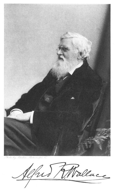 Alfred Russell Wallace, naturalista britânico nascido em Gales, c1900 de Unbekannt