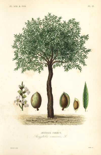 Amendoeira, Prunus dulcis, Amandier commun de Unbekannt