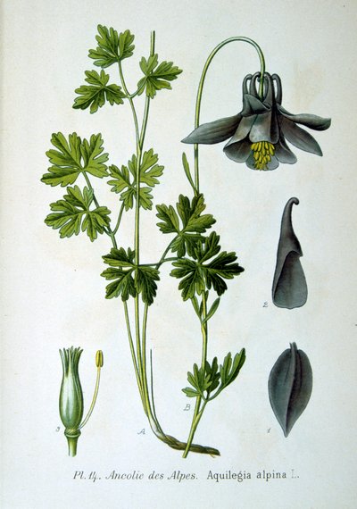 Columbine alpino, 1893 de Unbekannt