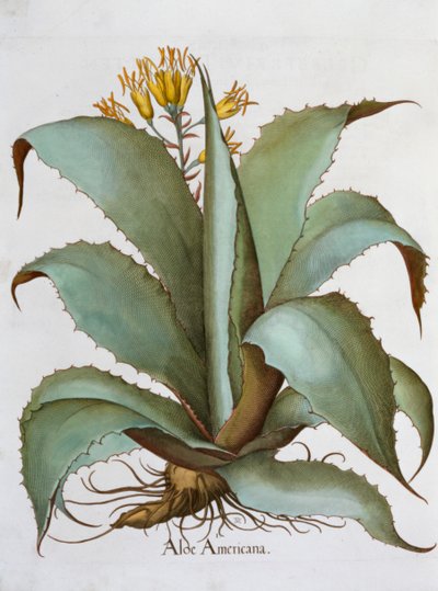 American Aloe Aloe Americana, 1613 de Unbekannt