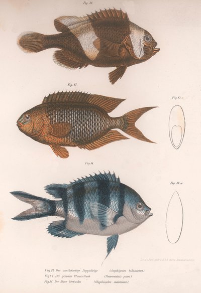 Amphiprion bifasciatus. Pomacentris pavo. Glifisodo, c.1850s de Unbekannt