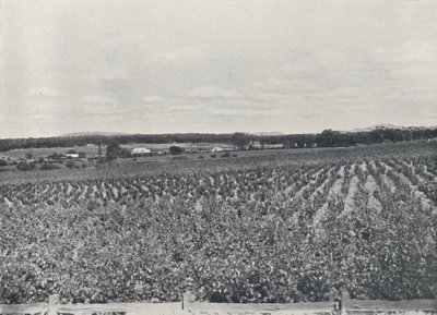 Um vinhedo australiano, 1923. de Unbekannt