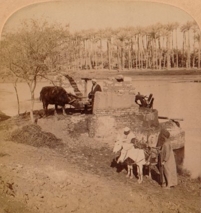 Um Sakiyeh egípcio, Água do Nilo para irrigação, Egito, 1896 de Unbekannt