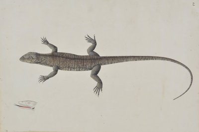Um lagarto indiano Bish-Copra, ca. 1790. de Unbekannt