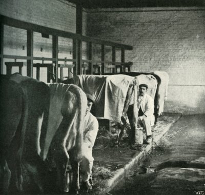 Um galpão de ordenha atualizado na fazenda Walker-Gordon, 1902. de Unbekannt