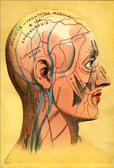 Gráfico anatômico, a cabeça - Couro cabeludo: drenagem venosa de Unbekannt