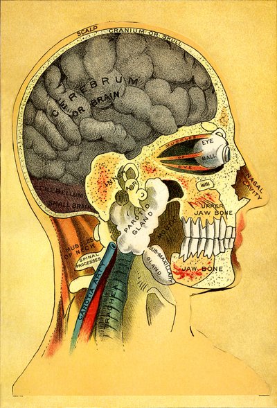 Gráfico anatômico, a cabeça 1905 de Unbekannt