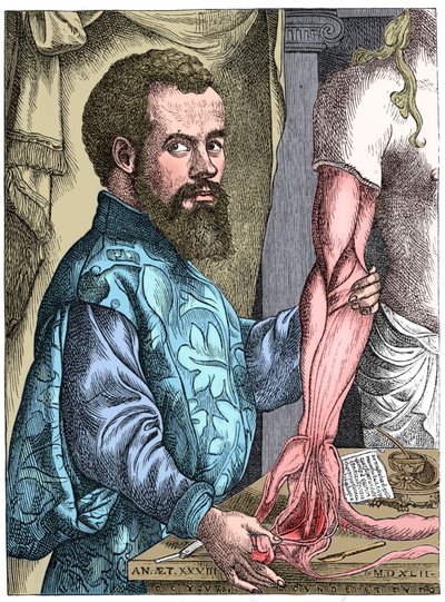 Andreas Vesalius, anatomista flamengo do século XVI de Unbekannt