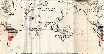 Anthropoidea - V. Distribuição do mapa das famílias Hapalidae Red e Cebidae Blue, 1897 de Unbekannt