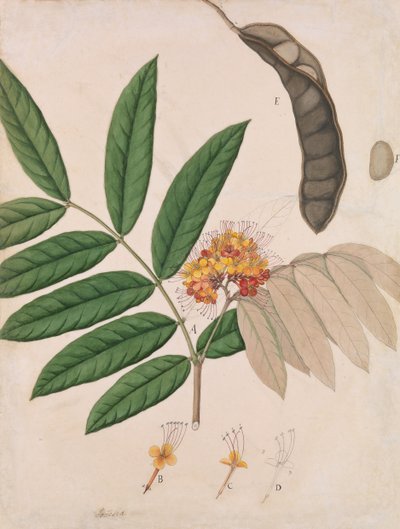 Ashoka Tree Flower, Leaves, Pod e Seed, primeira metade do século XIX. de Unbekannt