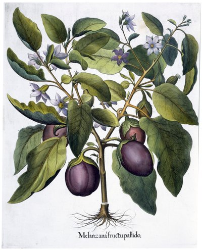 Berinjela, 1613 de Unbekannt