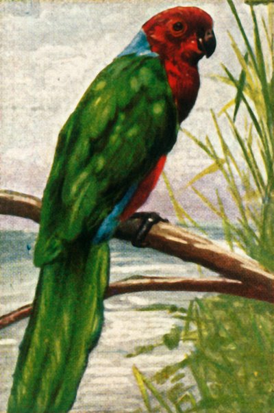 Periquito Austral, c1928. de Unbekannt