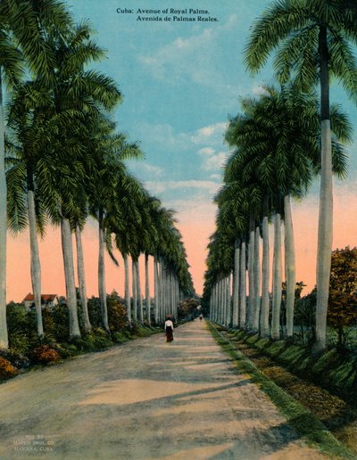 Avenida das palmas reais, Cuba, c1920 de Unbekannt