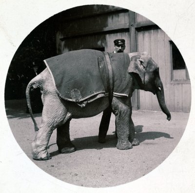 "Elefante bebé no jardim zoológico", versos 1890 de Unbekannt