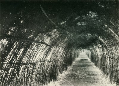 Avenida Bamboo em Barrackpore, 1904, 1925. de Unbekannt