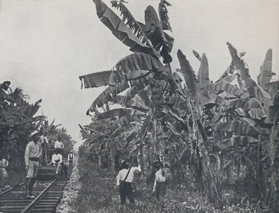 Plantação de bananas, 1924 de Unbekannt