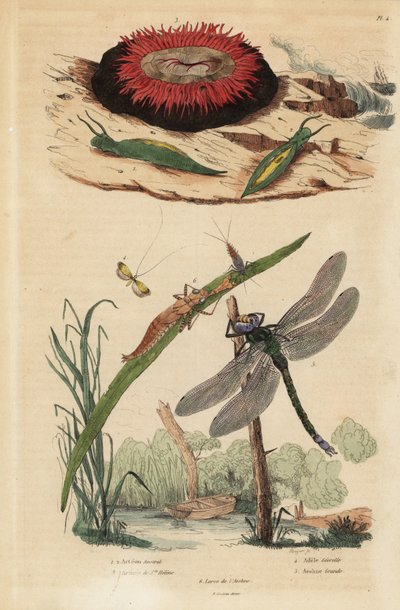 Caracol-bolha, Acteon tormatilis 1, anémona de bétula, Actinia equina 2, corno comprido com barra amarela, Nemophora degeerella 3, vómito castanho, Aeshna grandis 4 de Unbekannt