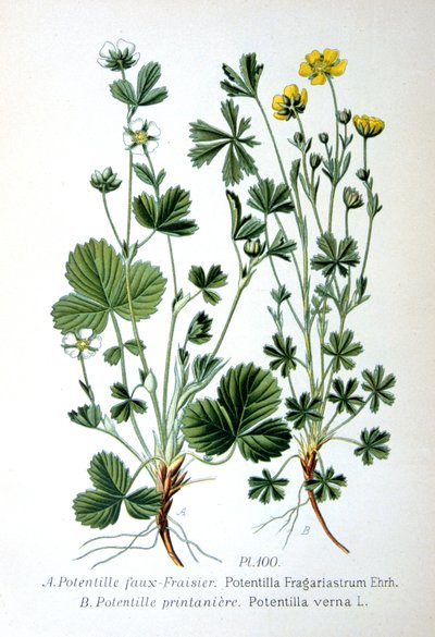 Morango estéril e cinquefoil de primavera, 1893 de Unbekannt