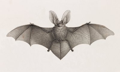 Variedade de orelha de morcego, morcegos no Egito de Unbekannt