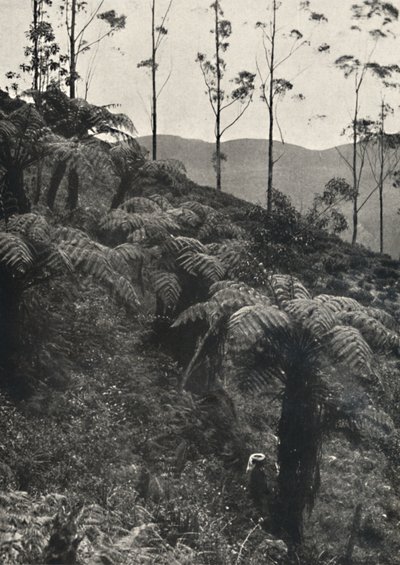 Baumfarne tAlsophila coberto UA de 1926 de Unbekannt
