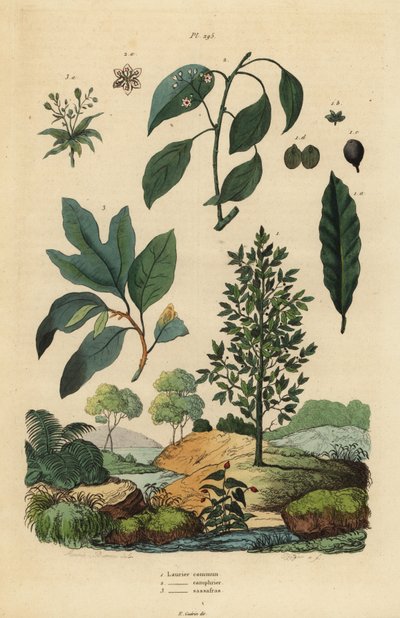Louro, Laurus nobilis 1, árvore de cânfora, Cinnamomum camphora 2, e sassafrás, Sassafrás albidum 3 de Unbekannt