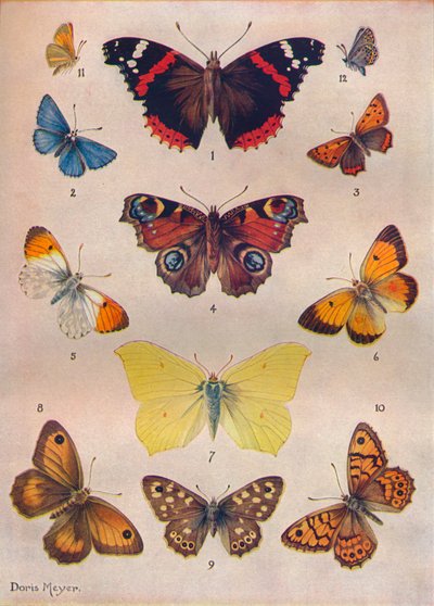 Lindas borboletas das ilhas britânicas, c1934 de Unbekannt