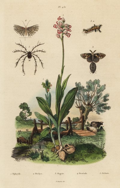 Orquídea abelha, Ophrys apifera 1, orquídea macaco, Orchis simia 2, traça ferrugínea, Orgyia antiqua 3, traça de vinte pluma, Alucita hexadactyla 4, e Oribata geniculata mite 5 de Unbekannt