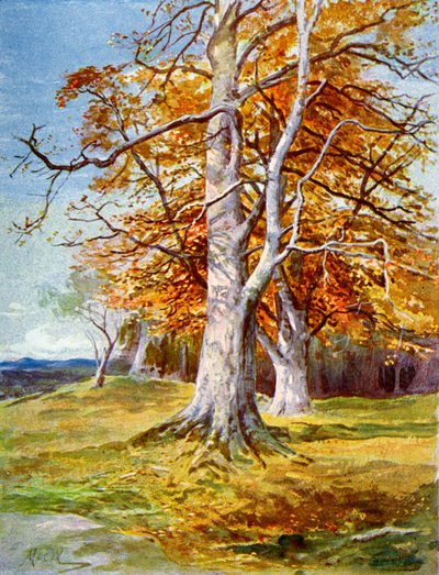 Faia, Outono, 1900 de Unbekannt
