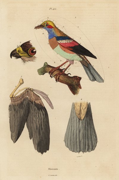 Anatomia das aves, bico, asa, cauda, penas de Unbekannt