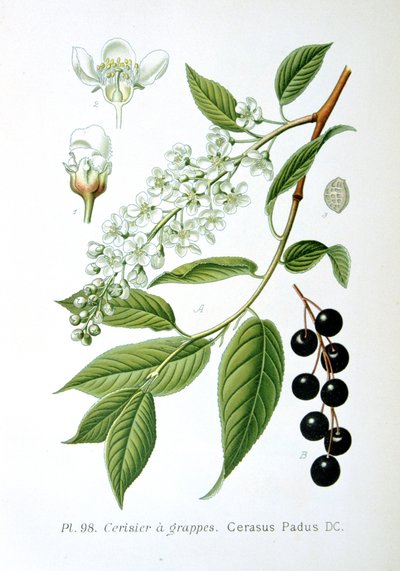 Cereja de pássaro, 1893 de Unbekannt