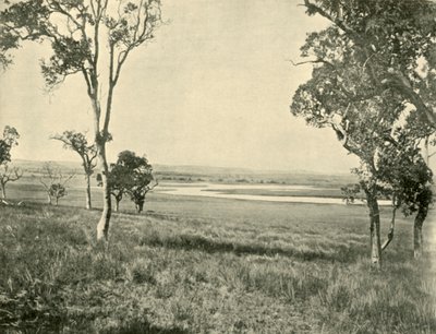 Black Swan Lagoon, perto de Warwick, Queensland, 1901. de Unbekannt