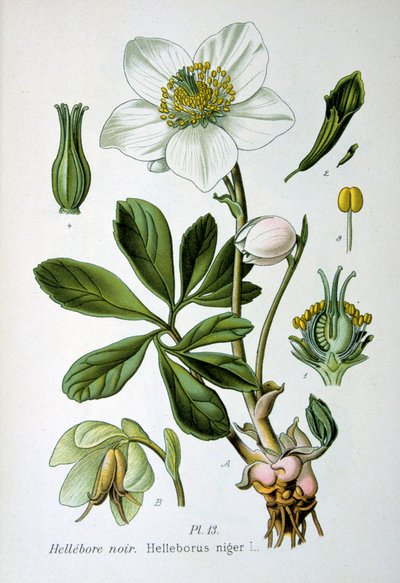 Heléboro preto, 1893 de Unbekannt