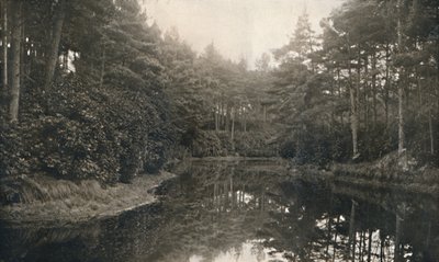 Branksome Chine and Lake, c1910 de Unbekannt