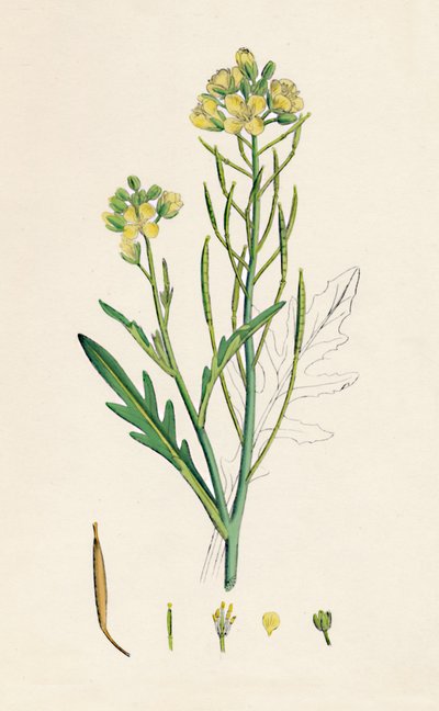 Brassica tenuifolia. Foguete de parede, século XIX de Unbekannt
