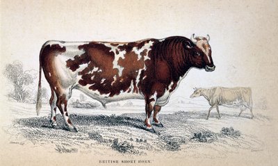 Corneta curta britânica, 1839 de Unbekannt