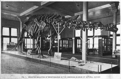 Esqueleto de brontossauro, Museu Americano de História Natural, Nova York, EUA, início do século XX de Unbekannt