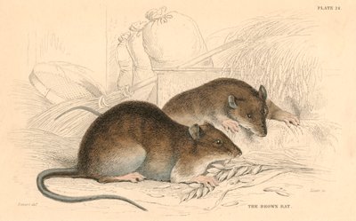 Rato marrom Rattus rattus, 1828 de Unbekannt