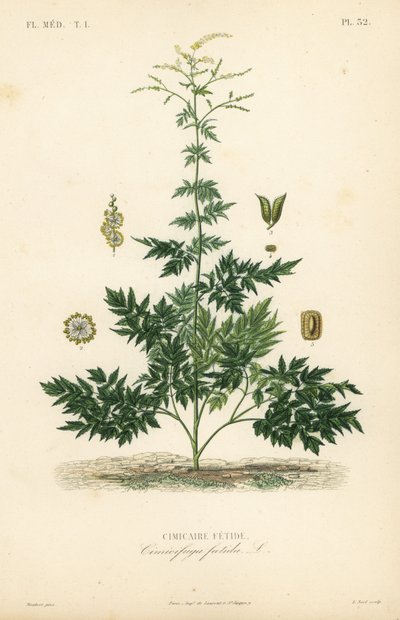 Bugbane ou cohosh, Actaea cimicifuga, Cimicifuga foetida, Cimicaire fetide de Unbekannt