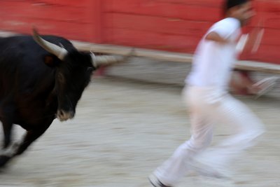 Tourada (Curso camarguaiseta). Um espetáculo sem sangue (para os touros) no qual o objetivo é arrancar uma roseta da cabeça de um touro, Vallabregues, França. de Unbekannt