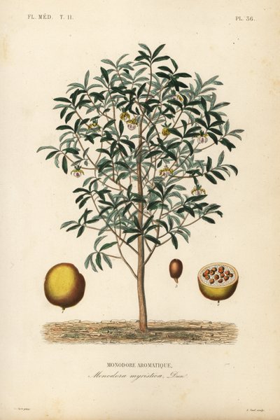 Calabash nutmeg, Monodora myristica, Monodore aromatique de Unbekannt