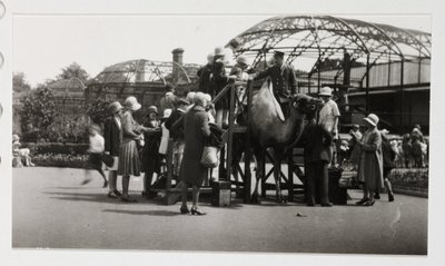 Passeio de camelo, c 1930 de Unbekannt
