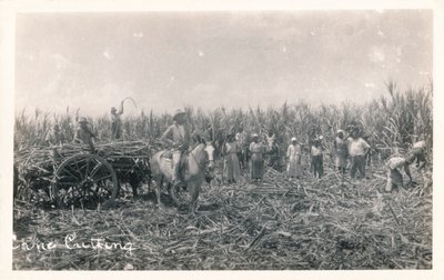 Corte de cana, c1930 de Unbekannt