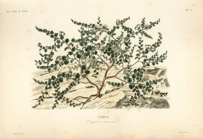 Caper bush ou Flinders rose, Capparis spinosa, Caprier de Unbekannt