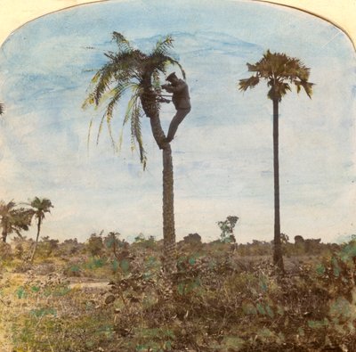 Capitão Osman atirando de uma árvore com a ajuda de correias, Índia, anos 1900 de Unbekannt