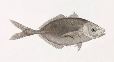 Caranx Lune, feche a porta de Unbekannt